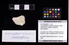Foto (Objekt + Etikett) von Cracensigillatus acutirostris (Moericke, 1889)  (NHMW-GEO-2017-0089-0022)